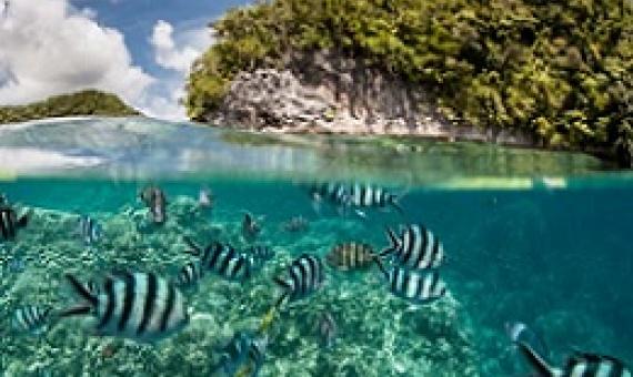 coral reefs and fish. credit - http://geographical.co.uk/