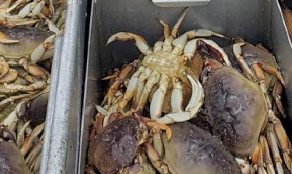 The Pacific Ocean is acidifying at such a rate that Dungeness crabs, some of the most valuable crustaceans in the Pacific Northwest, are suffering partially dissolved shells and damage to their sensory organs, a new study found. source - cnn.com