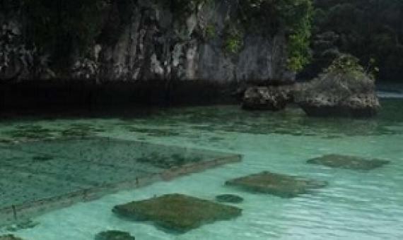 The government and fishermen of Palau are setting up sustainable aquaculture farms near their shores in an effort to ensure food security for generations to come. Their planning work uses information from NASA's satellites to protect the country’s rich ecosystems. Credit: Courtesy of Fabio Siksei