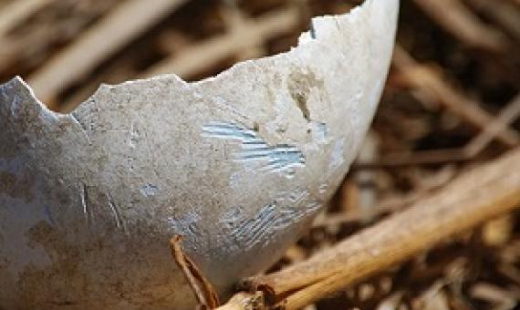 Credit - J A Soriano/Island Conservation