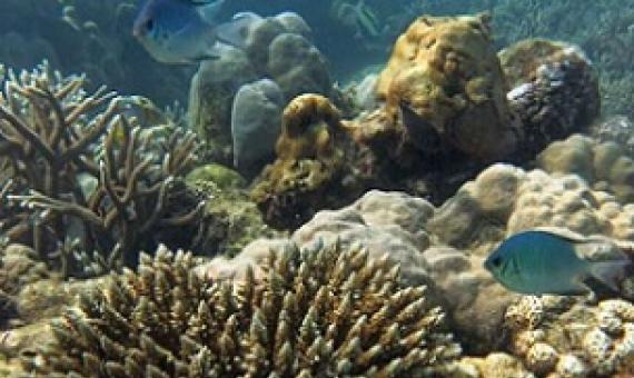 A recovering coral reef, Seychelles. Credit: Professor Nick Graham