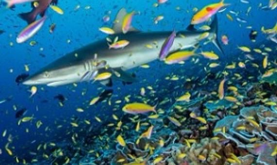 Study finds that remote ocean wilderness areas are sustaining fish populations much better than some of the world’s best marine reserves. Credit - Enric Sala