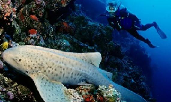A zebra shark (Stegostoma tigrinum) off the Maldives in the Indian Ocean. A project to reintroduce this endangered species to West Papua begins in November. Photograph: imageBroker/Alamy