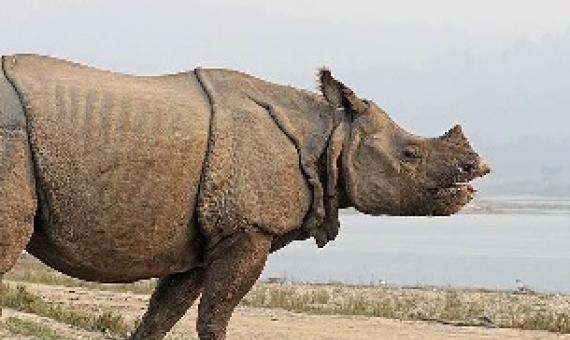 one-horned rhinoceros (Rhinoceros unicornis). Credit: Sharp Photography