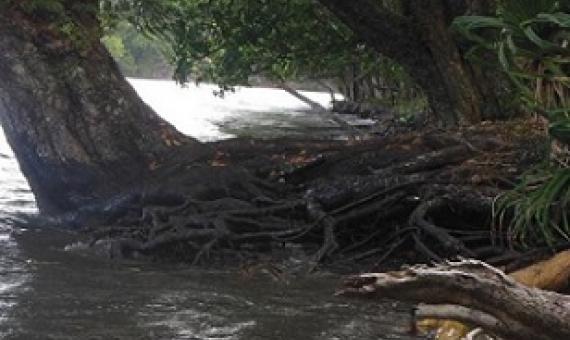12,000 trees planted through VECO Coastal Rehabilitation Project. Credit - www.dailypost.vu