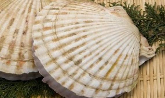 Scallops (file photo). Photo: 123rf