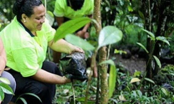 M.N.R.E staff planting trees on World Earth Day (Photo: Aufa'i Areta Areta)