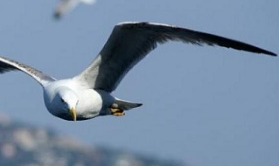 credit - www.openaccessgovernment.org