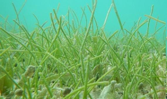 Credit: Fee Smulders and Marjolijn Christianen