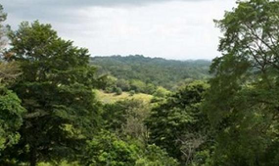 Credit: Jorge Aleman, Smithsonian Tropical Research Institute