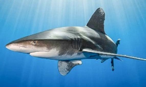 The oceanic whitetip shark (Carcharhinus longimanus) generally lives in the open ocean. Photo: Simon Lorenz/WWF-Hong Kong