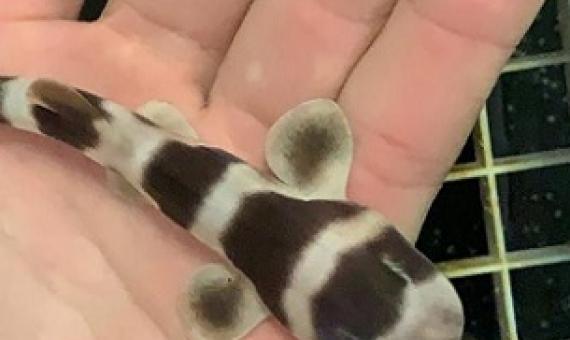 Scientists bring to life nearly 100 baby sharks through artificial insemination. Credit - Jay Harvey, Aquarium of the Pacific 