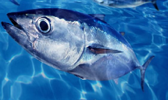 Solomons PM makes UN call for curb on illegal fishing. Credit - 123RF