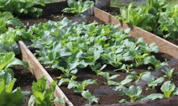 Established nurseries on South Pentecost, Vanuatu. Credit - https://dailypost.vu/