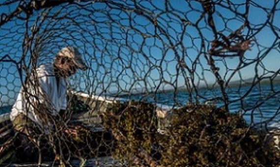 A fisher in Mauritius adds bait to a wire fish trap. Credit: Tommy Trenchard/Panos