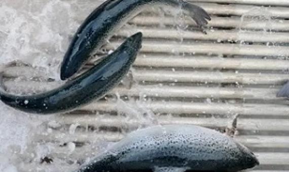 Some 50,000 fish rushed to freedom after a fire at Huon Aquaculture’s salmon farm in Tasmania on Monday. Photograph: Bloomberg via Getty Images
