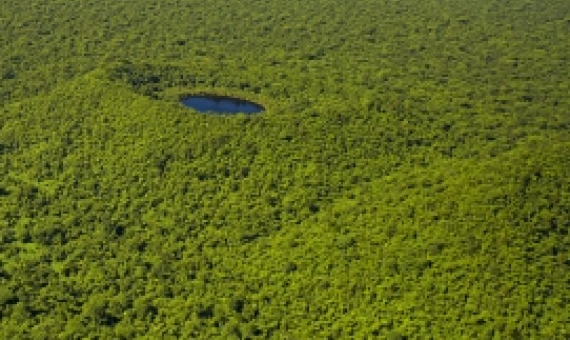 Upland Forest, Savaii Island. Credit - Stuart Chape