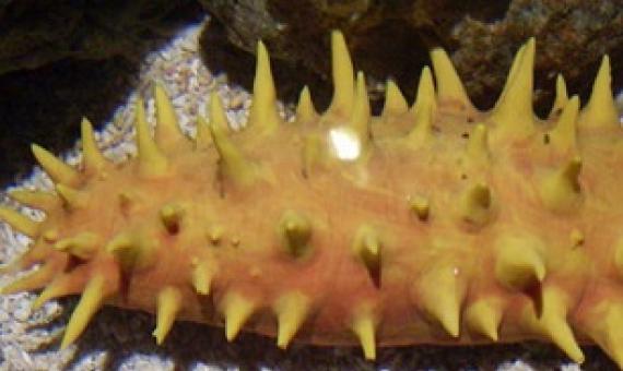 Sea Cucumber Photo: CC by 3.0 Dubai Aquarium