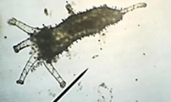 30-dayt old sea cucmber juvenile. Credit - Palau Bureau of Marine Resources (BMR)