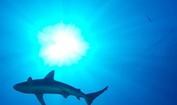 A shark. Credit - US Fish and Wildlife Service