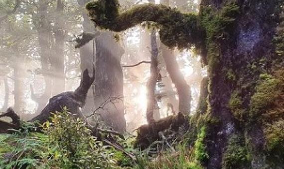 SNAs are 'New Zealand's most important remnants of native habitat - places where rare or threatened plants or animals are still found', Forest and Bird says (file image). Photo: RNZ/Sally Round