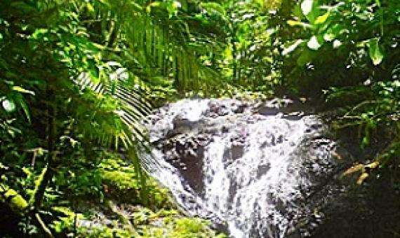 Sirebe Rainforest Conservation Area, Solomon Islands. Credit - DECEM