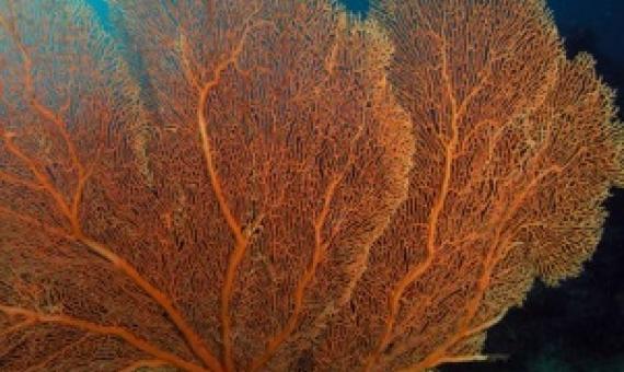 Gorgonian sea fan (Gorgonacea sp). New Britain, Papua New Guinea. Solomon Sea. Date: 23/01/2008. (Photo by: Avalon/Universal Images Group via Getty Images) UNIVERSAL IMAGES GROUP VIA GETTY IMAGES
