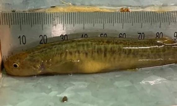  The only known home of the stocky galaxias is a 3km stretch of creek in Kosciuszko national park. Photograph: Chris Walsh of NSW DPI