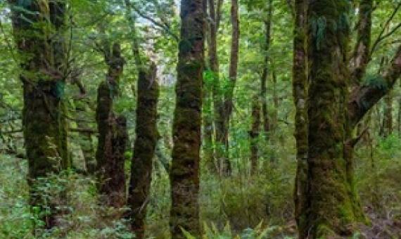 A tree might qualify for protection if it is a landmark or important to mana whenua. Photo: 123RF