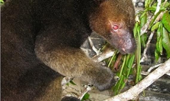 A tree Kangaroo. Credit - Tenkile Conservation Alliance