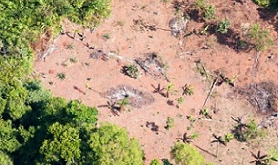 Tropical forests are some of the most threatened ecosystems on Earth, largely due to recent human activities. Credit - Sean Mattson, Smithsonian Tropical Research Institute (CC BY-NC)