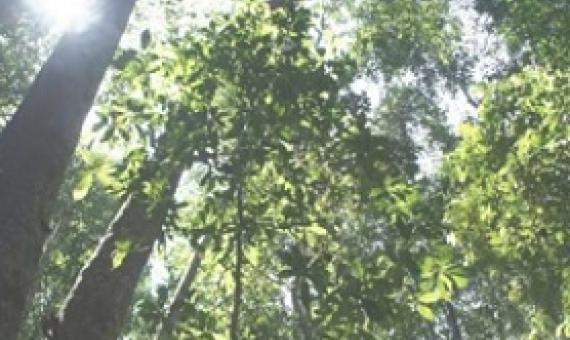 Kabili-Sepilok Forest Reserve, Sabah, Borneo. Credit: Dr. Lindsay F. Banin