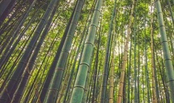 Credit: CC0 Public Domain