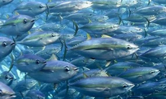 School of tuna. Credit - FabienForget, ISSF.