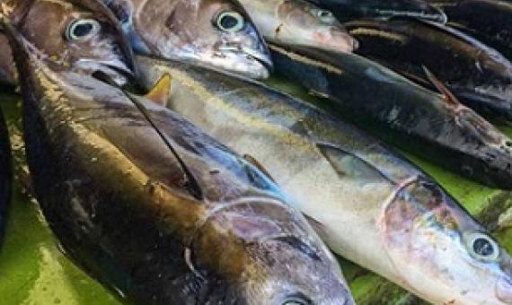 Freshly caught tuna for sale at the Gizo Fish Market. Photo: George J. Maelagi.