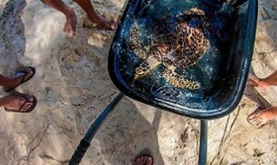 The Hawksbill turtle rescued in the weekend. Photo: TE ARA O TE ONU. 21011823