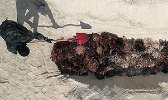A Ministry of Marine Resources team member disposing of Taramea on Manuae. Photo - Akau Film/Johnny Beasley