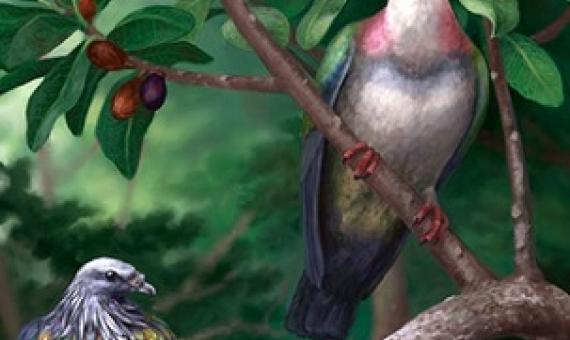 Extinct Tongan pigeons, the large Tongoenas burleyi and smaller Kanaka pigeon (left). Illustration by Danielle Byerley. 