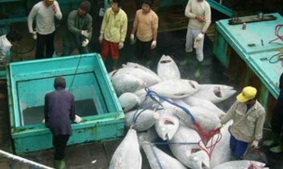 New reports detail threat to Pacific tuna observers, including from COVID-19. Source - https://www.seafoodsource.com/