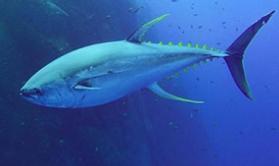 Tonga calls for more unity in Tuna conservation efforts