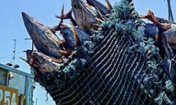 Credit - Forum Fisheries Agency (FFA)