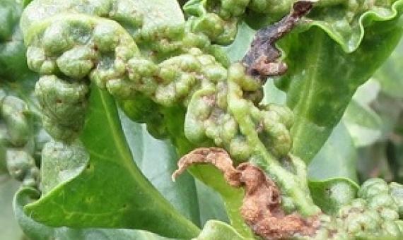 A damaged endemic naio tree after being attacked by an invasive pest called Myoporum thrips. credit - University of Hawaii