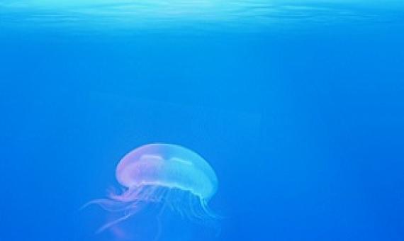 New UN report calls for urgent help for world's oceans. Credit: CC0 Public Domain