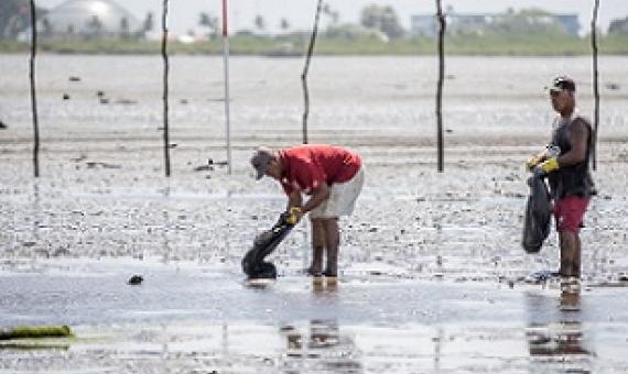 For a better livelihood, Vaiusu replant their mangroves. (Photo: Aufai A. Areta)