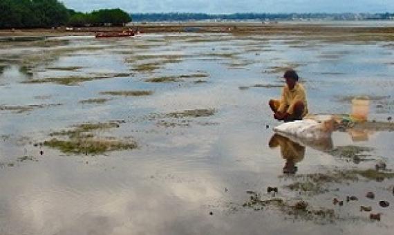 Credit - V. Jungblut