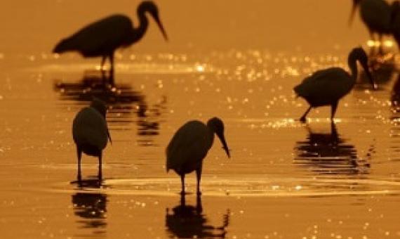 Mixed groups of herons feeding in a shallow coastal wetland in Sri Lanka. Photo credits Mr Sudheera Bandara.