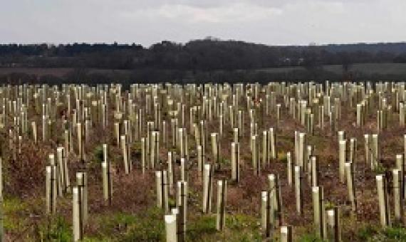  ‘The ‘net gain’ principle has been used repeatedly as an excuse to destroy precious wild places, replacing them with uniform saplings in plastic guards.’ Photograph: Justin Tallis/AFP via Getty Images