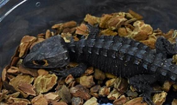 Credit: Adam Toomes, the University of Adelaide.