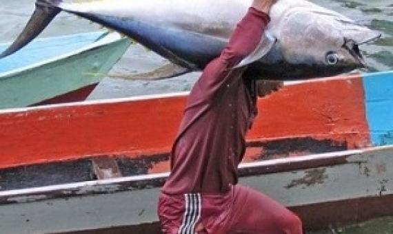 Artisanal fisherman unloads a catch of tuna, Papua, Indonesia (David Sundah / CC BY NC 2.0)