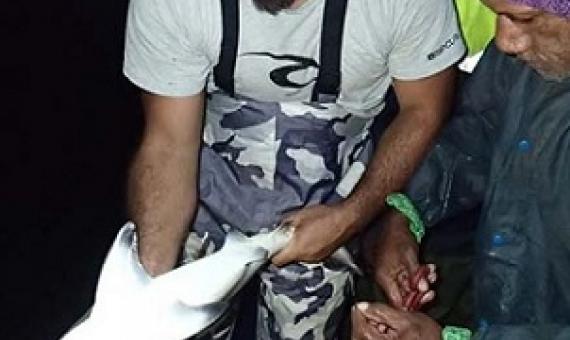 Researcher Andrew Paris with community rep Tomasi Bula through obtaining a fin clip for DNA analysis to explain how to identify the presence/absence of claspers which determine sex for a blacktip shark. Photo: WWF-Pacific / Opeti Vateitei.